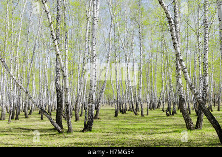 Molla della foresta di betulla Foto Stock