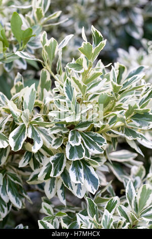 Euonymus fortunei 'Silver Queen'. Arbusto sempreverde. Foto Stock