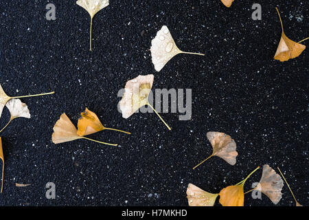 Wet, arancione, giallo decomponendo il ginkgo foglie che sono caduti a terra su un asfalto marciapiede in autunno in un giorno di pioggia a Seattle Foto Stock