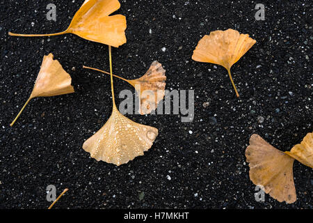Wet, arancione, giallo decomponendo il ginkgo foglie che sono caduti a terra su un asfalto marciapiede in autunno in un giorno di pioggia a Seattle Foto Stock