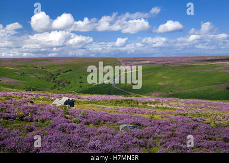 Saxonville moor North York Moors National Park North Yorkshire England Regno Unito Foto Stock