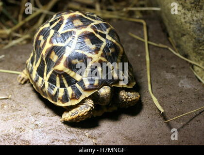 Star indiane tartaruga (Geochelone elegans) Foto Stock