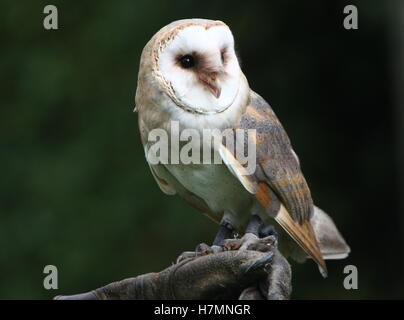 Europeo Barbagianni (Tyto alba) in close-up, detenute da una falconer (guanti) Foto Stock