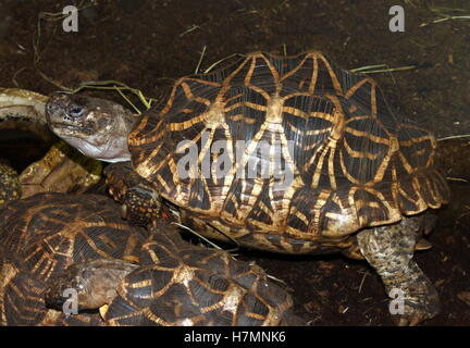 Star indiane tartaruga (Geochelone elegans) Foto Stock