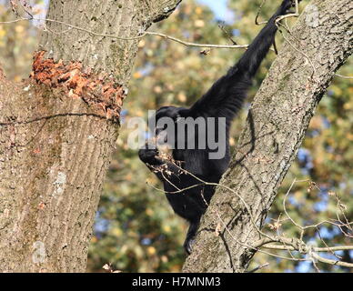 Sud-est asiatico Siamang gibbone (Symphalangus syndactylus, anche Hylobates syndactylus) in una struttura ad albero, mangiare corteccia Foto Stock