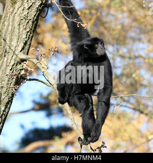 Maschio maturo del Sudest Asiatico gibbon Siamang in alto in una struttura ad albero (Symphalangus syndactylus, anche Hylobates syndactylus) Foto Stock