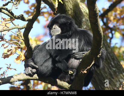 Femmina del Sudest Asiatico gibbon Siamang con i suoi giovani in alto in una struttura ad albero (Symphalangus syndactylus, anche Hylobates syndactylus) Foto Stock