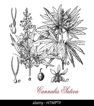 Stampa Vintage della Cannabis sativa pianta erbacea morfologia botanico: ogni parte della pianta viene raccolto in modo diverso, semi per olio di semi di canapa o di alimentazione di uccelli, fiori per i cannabinoidi consumata per attività ricreative e scopo medicinale Foto Stock