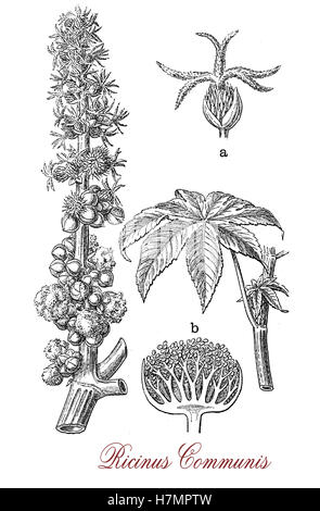 Vintage incisione di Ricinus communis, pianta flowering noto anche come di ricino-pianta, dai semi è prodotto olio di ricino usato come lubrificante per motore e in medicina e ricina, solubile in acqua la tossina. Foto Stock