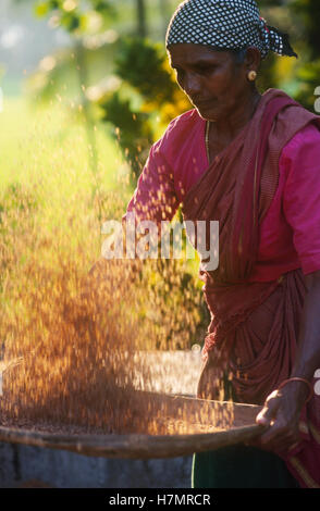 INDIA Karnataka, Moodbidri, la coltivazione del riso, donna di spulatura riso per separare la granella dalla pula Foto Stock