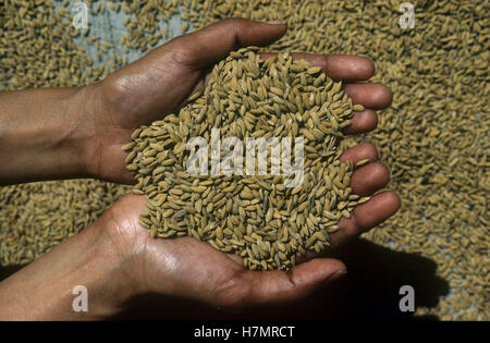 INDIA Karnataka, Moodbidri, la coltivazione del riso, manciata di grani di riso Foto Stock