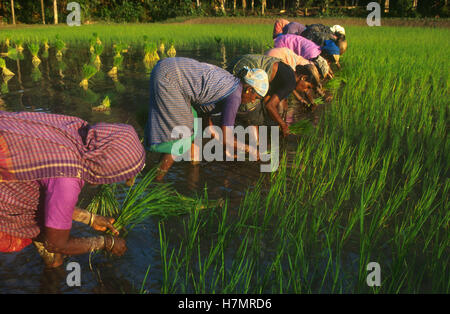 INDIA Karnataka, Moodbidri, la coltivazione del riso, le donne di reimpianto pianticelle di riso da vivaio al campo Foto Stock