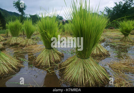 INDIA Karnataka, Moodbidri, la coltivazione del riso Foto Stock