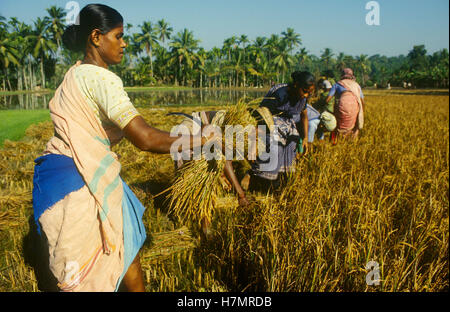 INDIA Karnataka, Moodbidri, la coltivazione del riso, le donne coltivano il riso a mano con la falce Foto Stock