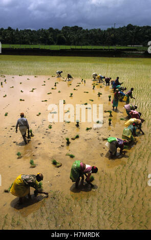 INDIA Karnataka, Moodbidri, la coltivazione del riso, le donne di reimpianto pianticelle di riso da vivaio al campo Foto Stock