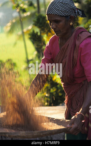 INDIA Karnataka, Moodbidri, la coltivazione del riso, donna di spulatura riso per separare la granella dalla pula Foto Stock