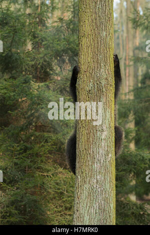 Unione orso bruno / Braunbaer ( Ursus arctos ), giovani giocoso cub, salendo su un albero, divertente punto di vista, ironico. Foto Stock