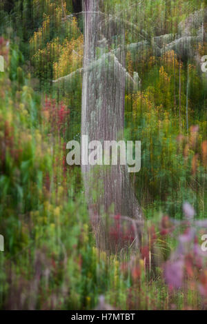 Albero in autunno Foto Stock