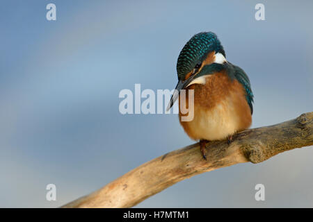 Eurasian Kingfisher / Eisvogel ( Alcedo atthis ), appollaiato su un ramo su acque blu, guardando verso il basso, caccia, in un punto luce. Foto Stock