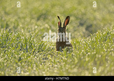 Lepre marrone / Lepre europea / Feldhase ( Lepus europaeus ) seduto in un campo umido di rugiada di grano invernale, prima luce solare, retroilluminazione, fauna selvatica, Europa. Foto Stock