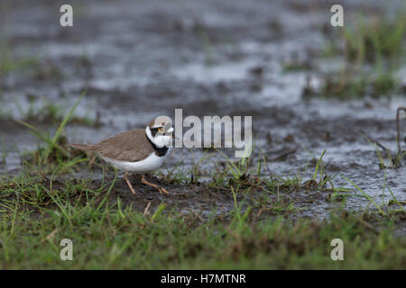 Poco inanellato Plover ( Charadrius dubius ), adulto in abito di allevamento, alla ricerca di cibo, camminando su terreno umido, prato, terra. Foto Stock