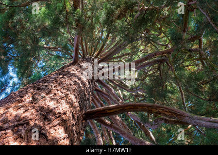 Sequoia gigante (Sequoiadendron giganteum), vista guardando il tronco, Annecy, Haute Savoie, Francia Foto Stock