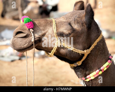 Decorate il camel presso la fiera di Pushkar. Rajasthan, India, Asia Foto Stock