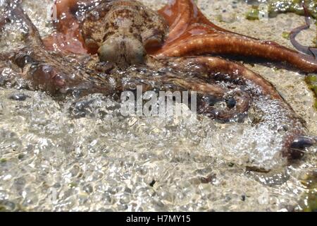 Octopus vulgaris fauna animale disponibili in alta risoluzione e di diverse dimensioni per adattarsi alle esigenze del vostro progetto Foto Stock