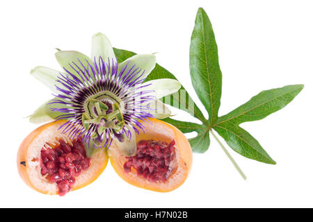 Passiflora fiore con i pidocchi passioflower frutto Foto Stock