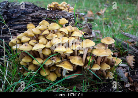 Zolfo ciuffi Hypholema Fasciculare funghi che crescono su un marciume albero caduto. Foto Stock