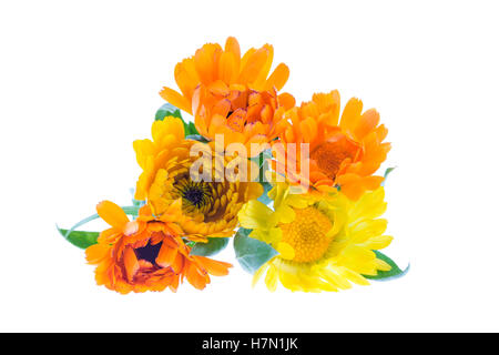 Calendula, calendula officinalis su un bianco Foto Stock