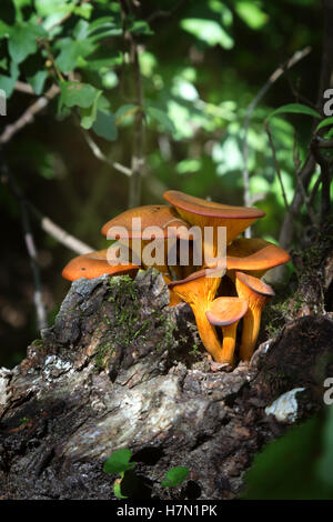 Close up jack-o-lantern fungo (Omphalotus olearius) Foto Stock