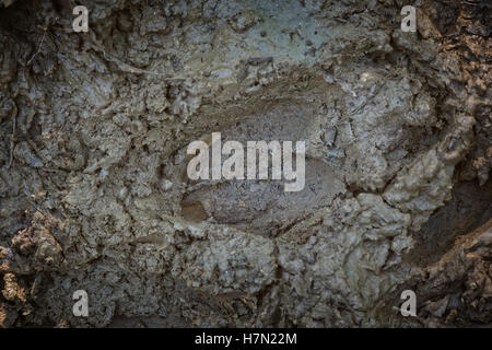 Red Deer ingombro con il fango Foto Stock