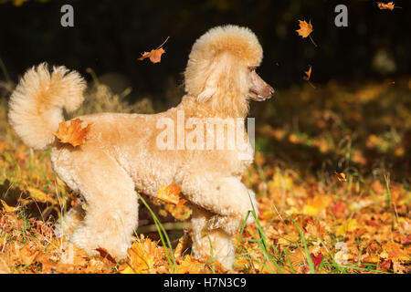 Royal barbone ha divertimento con foglie di autunno Foto Stock