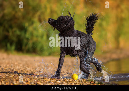 Wet royal poodle scuotendo il pelo dopo l'esecuzione in un lago Foto Stock