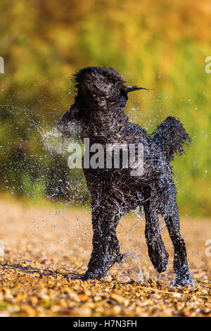 Wet royal poodle scuotendo il pelo dopo l'esecuzione in un lago Foto Stock