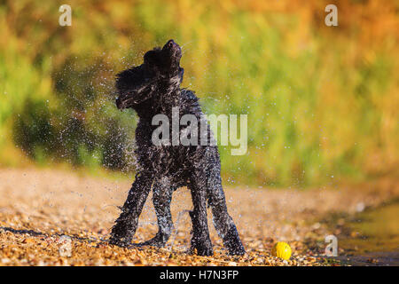 Wet royal poodle scuotendo il pelo dopo l'esecuzione in un lago Foto Stock