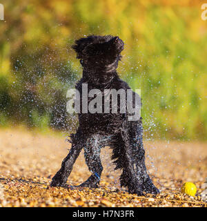 Wet royal poodle scuotendo il pelo dopo l'esecuzione in un lago Foto Stock