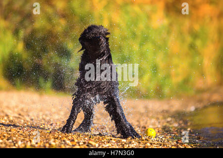 Wet royal poodle scuotendo il pelo dopo l'esecuzione in un lago Foto Stock