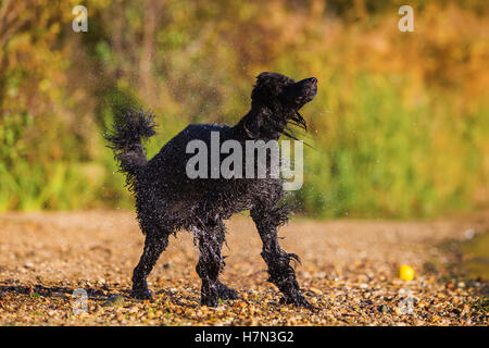 Wet royal poodle scuotendo il pelo dopo l'esecuzione in un lago Foto Stock