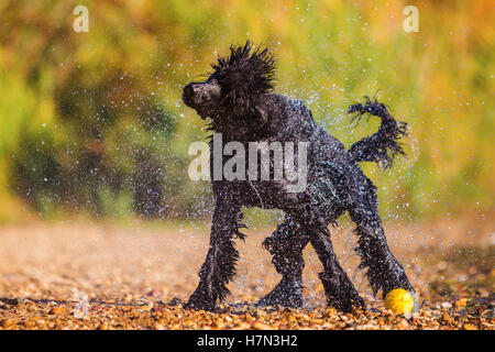 Wet royal poodle scuotendo il pelo dopo l'esecuzione in un lago Foto Stock