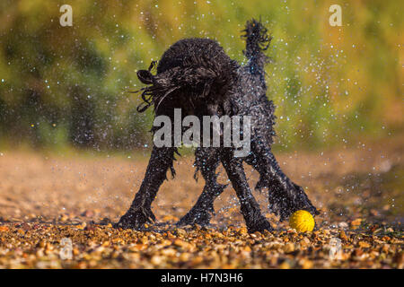 Wet royal poodle scuotendo il pelo dopo l'esecuzione in un lago Foto Stock