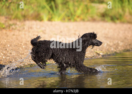 Royal poodle in esecuzione in acqua di un lago Foto Stock