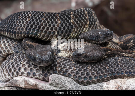 3 gravido fase buia Timber Rattlesnakes crogiolarsi al rookery area nel campo di roccia vicino a den. Foto Stock