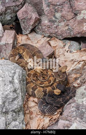 4 Legname gravido Rattlesnakes crogiolarsi al rookery area nel campo di roccia vicino a den. Foto Stock