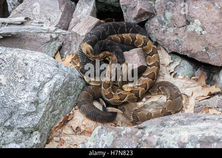 4 Legname gravido Rattlesnakes crogiolarsi al rookery area nel campo di roccia vicino a den. Foto Stock