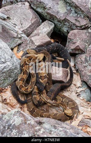 4 Legname gravido Rattlesnakes crogiolarsi al rookery area nel campo di roccia vicino a den. Foto Stock