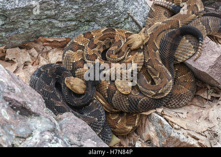 4 Legname gravido Rattlesnakes crogiolarsi al rookery area nel campo di roccia vicino a den. Foto Stock