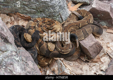 4 Legname gravido Rattlesnakes crogiolarsi al rookery area nel campo di roccia vicino a den. Foto Stock