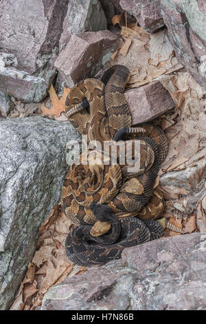 4 Legname gravido Rattlesnakes crogiolarsi al rookery area nel campo di roccia vicino a den. Foto Stock